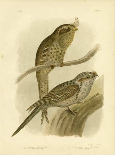 Podargo dalle spalle fulve o bocca di rana fulva, 1891 da Gracius Broinowski